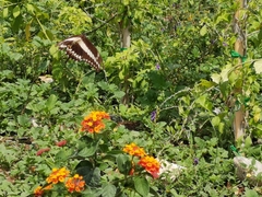 Heraclides ornythion