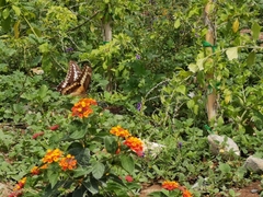 Heraclides ornythion