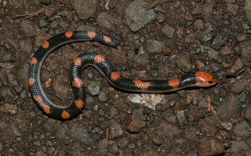 Samarinda Reed Snake