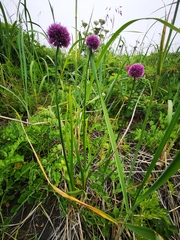 Allium strictum