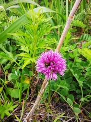 Allium strictum