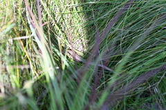 Plestiodon septentrionalis