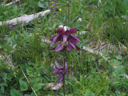 Dark columbine (Aquilegia atrata)