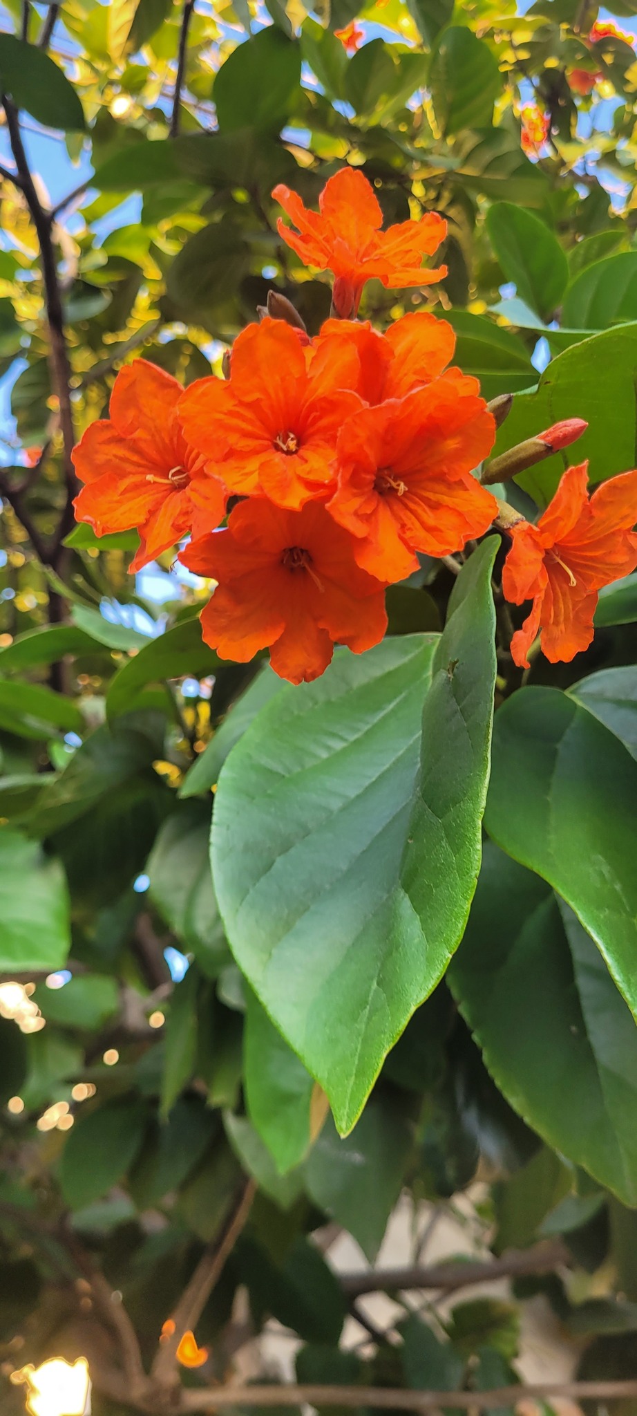 Cordia sebestena