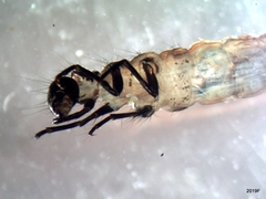 Ecclisomyia