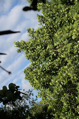 Clusia fluminensis, photograph author not stated, no rights reserved
