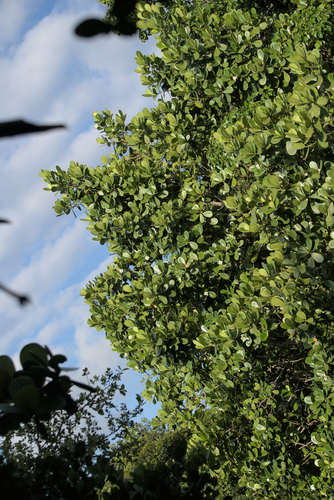 Clusia fluminensis, photograph 4