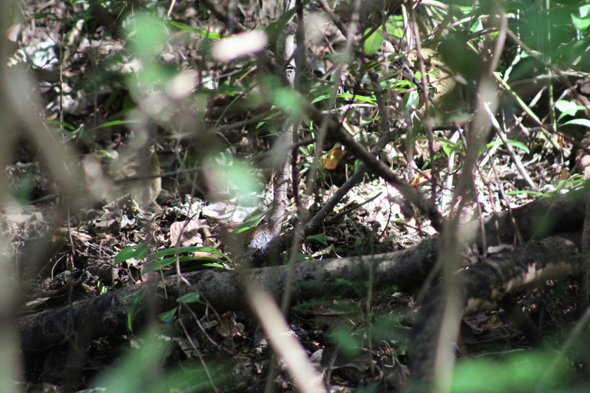 Banded Wren (Thryophilus pleurostictus), photo 5