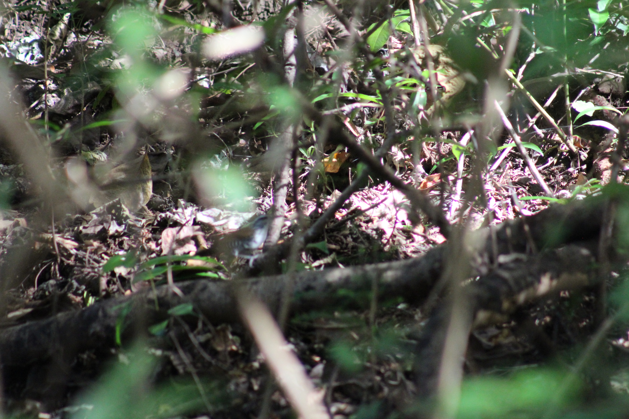 Banded Wren (Thryophilus pleurostictus), photo 6