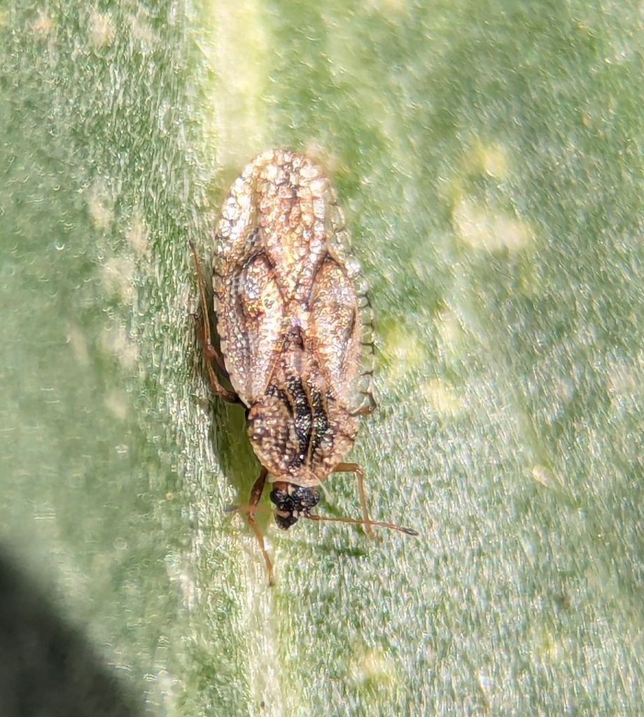 Dictyla indigena
