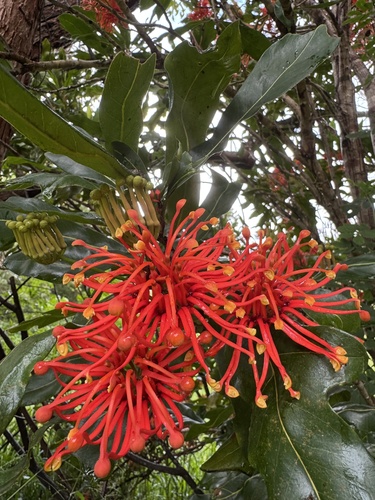 Stenocarpus sinuatus