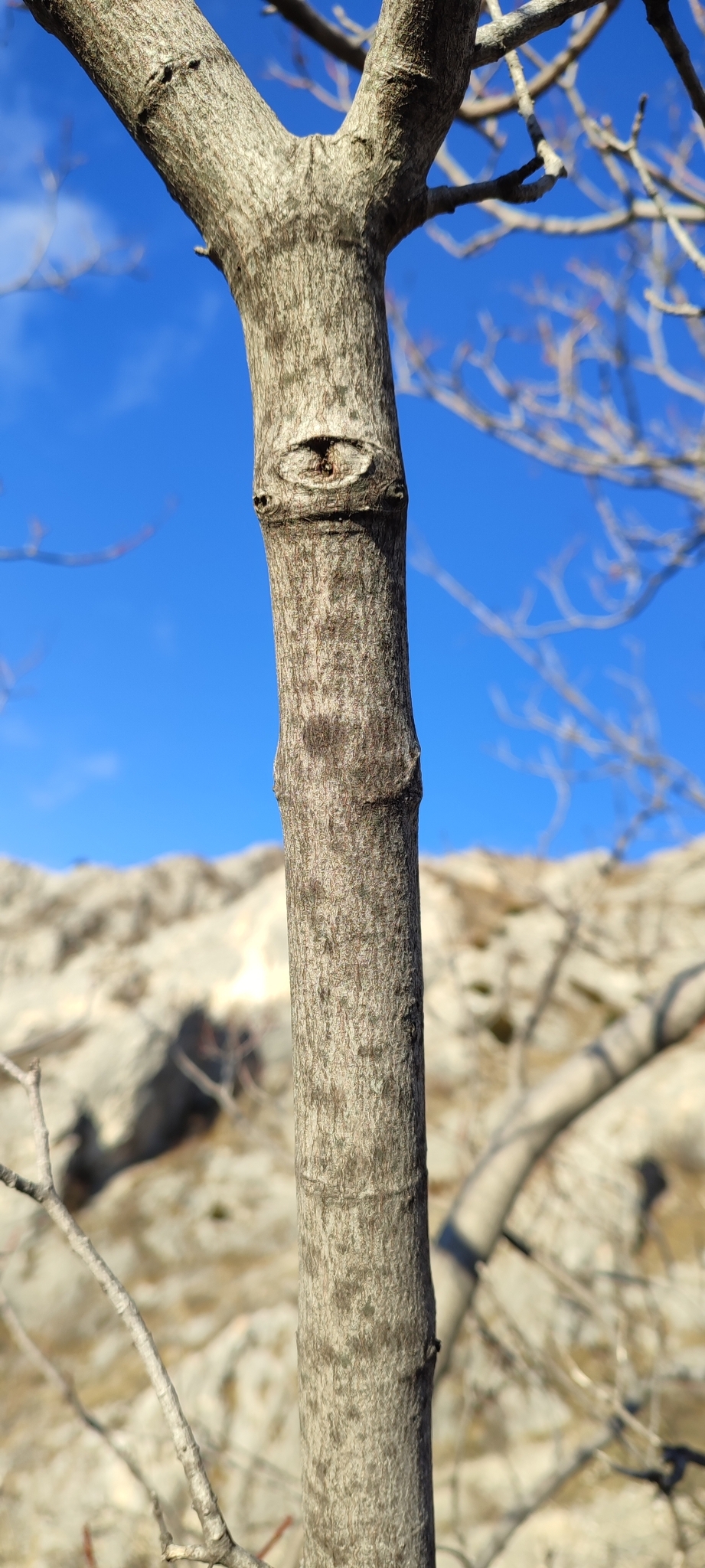 Imagem de Bordo-tártaro