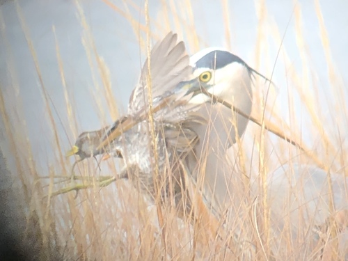 Sora, Bay Trail, Oakland, CA, US, photo 7 of 10