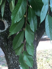 Terminalia oblongata