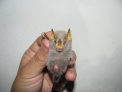 Mesophylla macconnelli