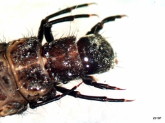 Ecclisomyia