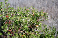 Arctostaphylos rudis, photograph (c) Bonnie Semmling, some rights reserved (CC BY)
