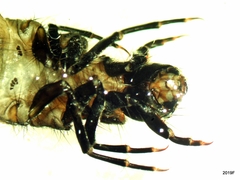 Ecclisomyia