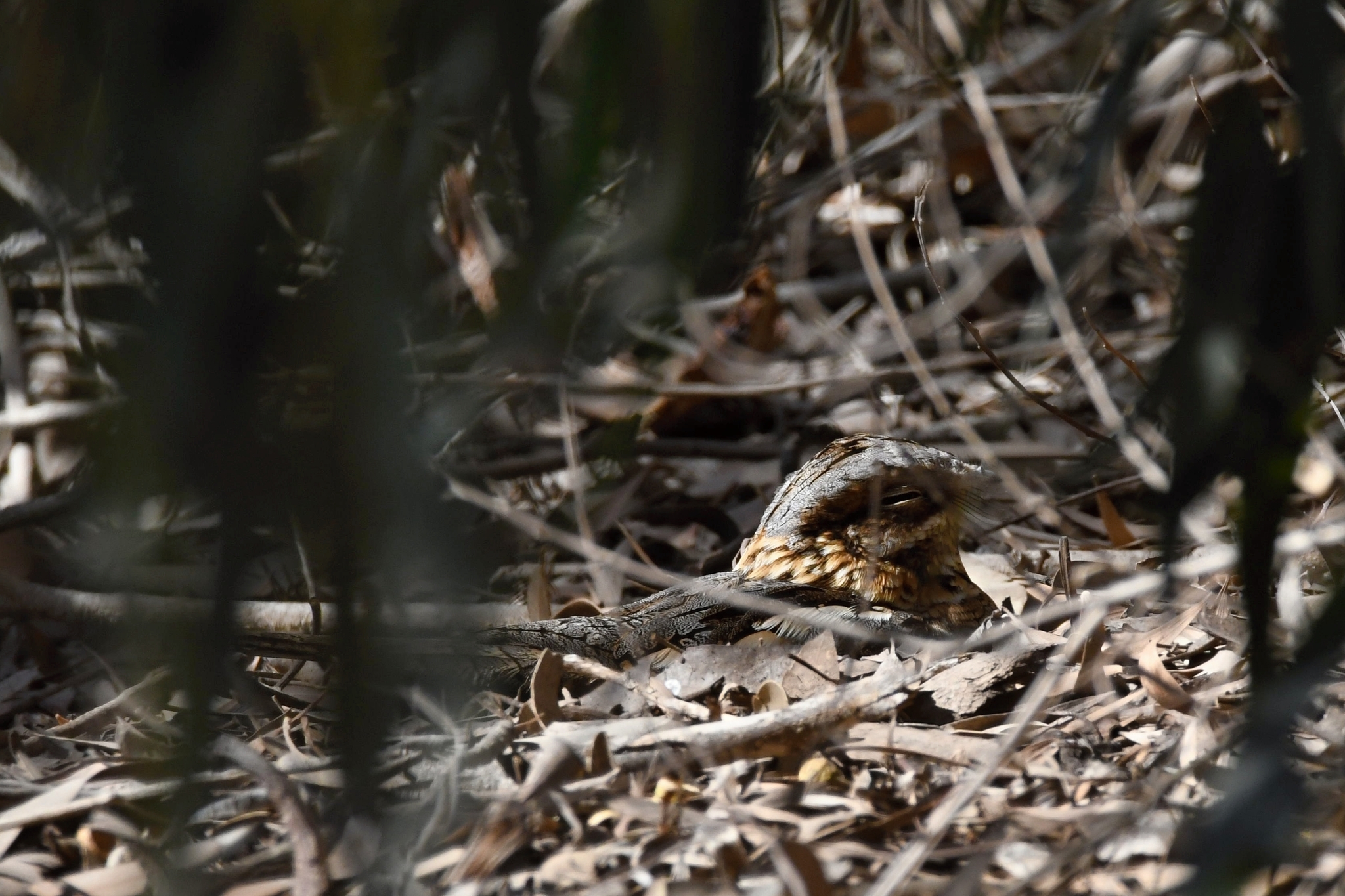 Red-necked Nightjar (Caprimulgus ruficollis), photo 5
