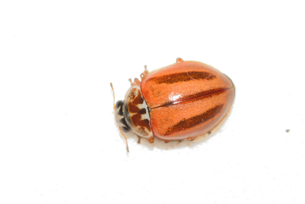 Mulsantina mexicana