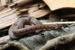Cope's Ground Snake photo 3