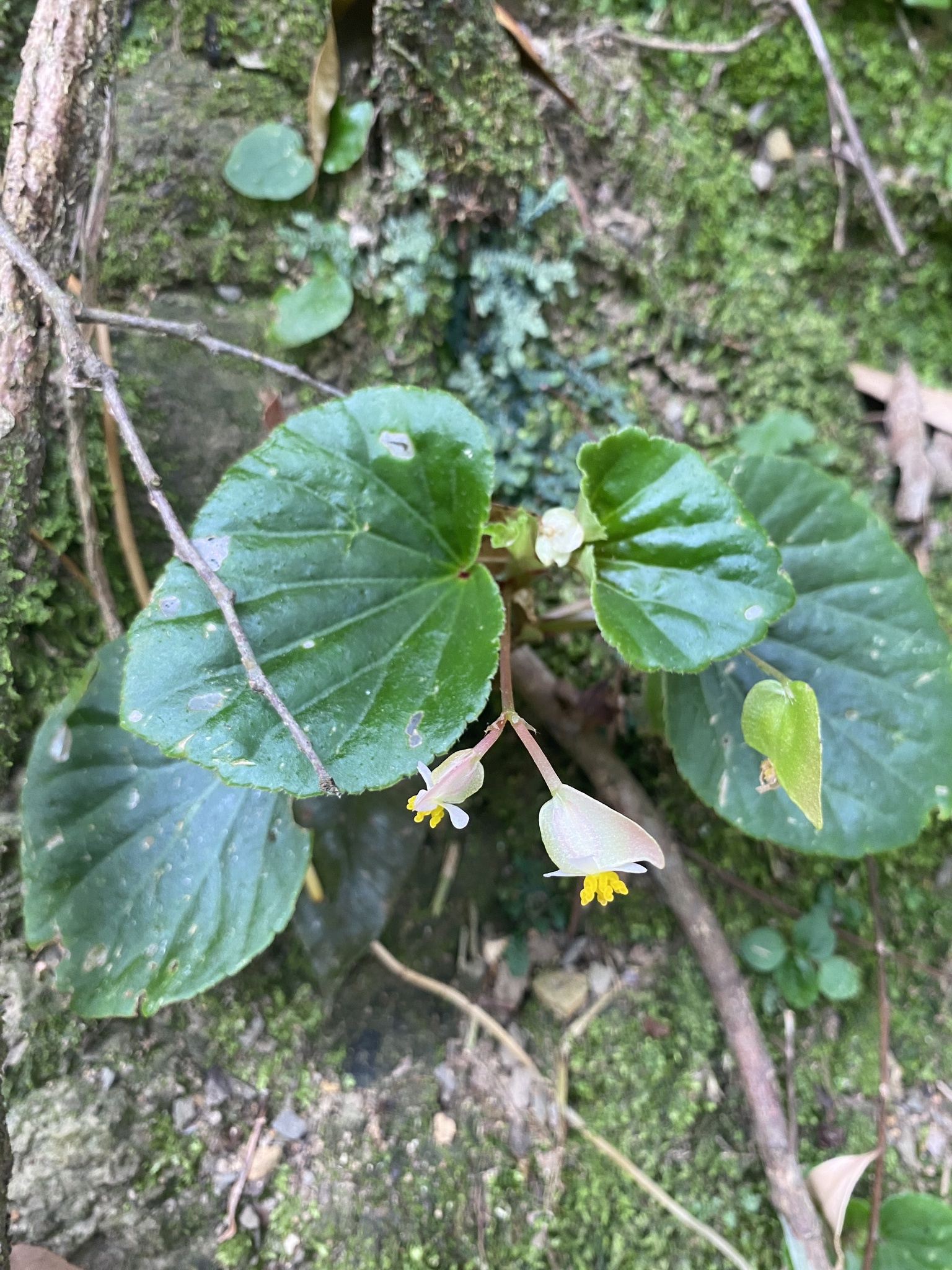Begonia cucullata