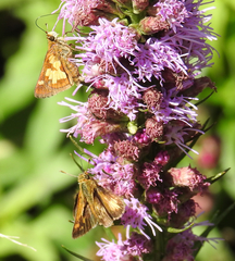 Polites peckius