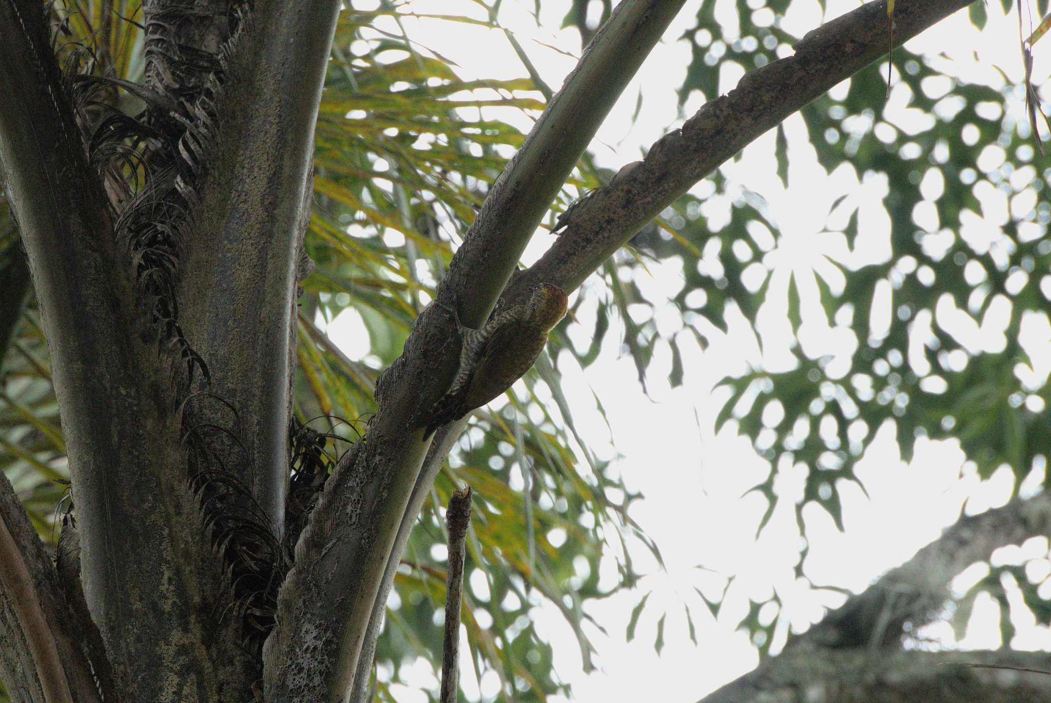 Yellow-eared Woodpecker illustration