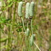 Cylindrical Thimbleweed - Photo (c) Bill Crins, some rights reserved (CC BY-NC), uploaded by Bill Crins