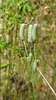 Cylindrical Thimbleweed - Photo (c) Bill Crins, some rights reserved (CC BY-NC), uploaded by Bill Crins