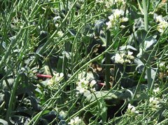 Brassica oleracea albiflora