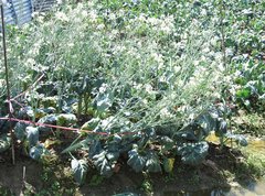 Brassica oleracea albiflora