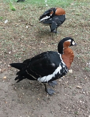 Branta ruficollis