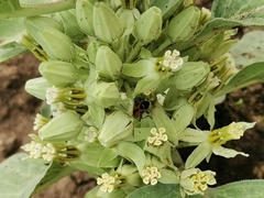 Lygaeus reclivatus