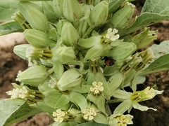 Lygaeus reclivatus