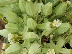 Lygaeus reclivatus
