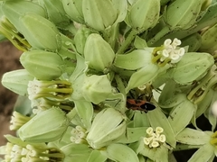 Lygaeus reclivatus