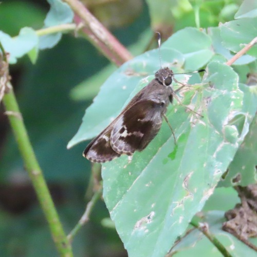 Litana Skipper (Vacerra litana)
