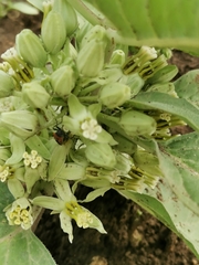 Lygaeus reclivatus