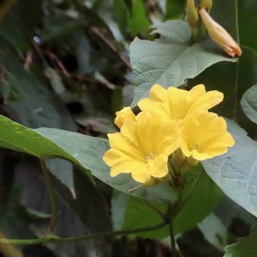 Aguinaldo amarillo (Camonea umbellata)