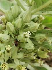 Lygaeus reclivatus