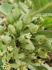 Lygaeus reclivatus