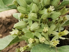 Lygaeus reclivatus