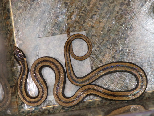 Coniophanes imperialis