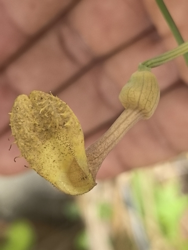 Aristolochia taliscana, photograph 1