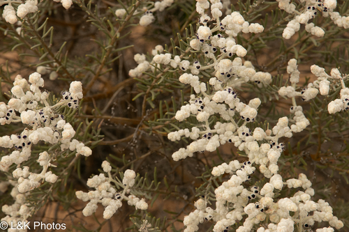 Lambswool (Lachnostachys eriobotrya)