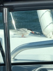Sterna hirundo hirundo