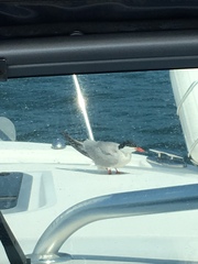 Sterna hirundo hirundo