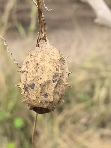 Luffa quinquefida (Luffa quinquefida)