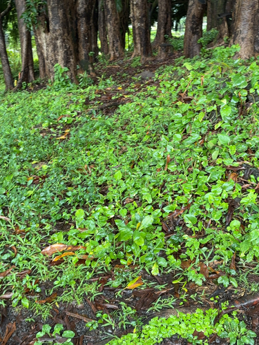 Tradescantia fluminensis observed 2025-01-11